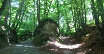 Parenth&egrave;se foresti&egrave;re 