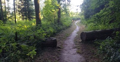 L'apr&egrave;s Taf for&ecirc;t 