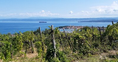 Slov&eacute;nie SW - Entre mer, vignes et oliviers 