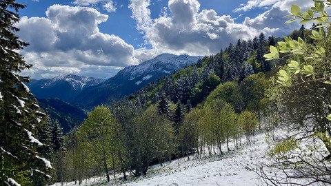 Charteuse sous la neige