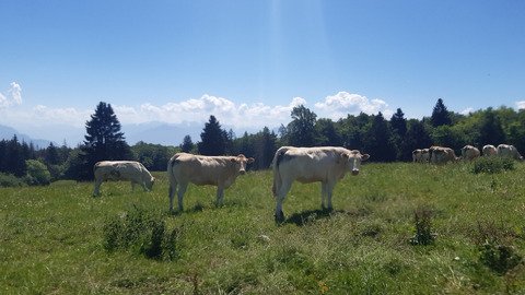 A l'ombre du Sal&egrave;ve 