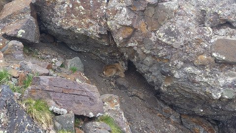 Rencontre incroyable au puy des Pourroys 🤩