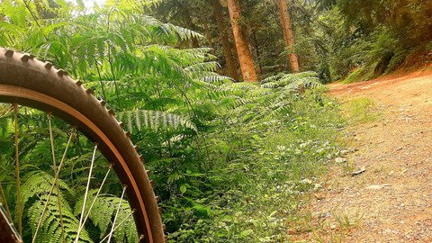 VTT bois&eacute;, c'est bien bon !