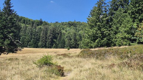 Le Grand Ventron, loin des foules. 