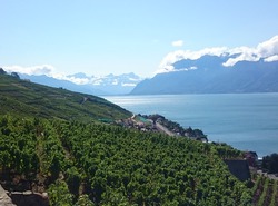 Vignoble suisse vue sur le lac leman 