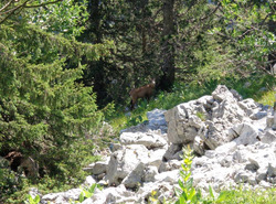 Dent centrale de Lanfon