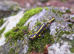 Salamandre au détour d'un chemin