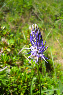 lac de petarel juillet 2010 077