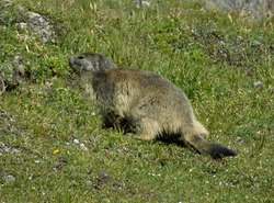 le tour de l&#039;Aiguille de la Vanoise