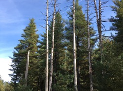 Randonnée de la forêt sauvage