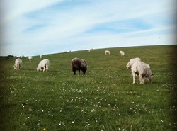 Moutons Anglais